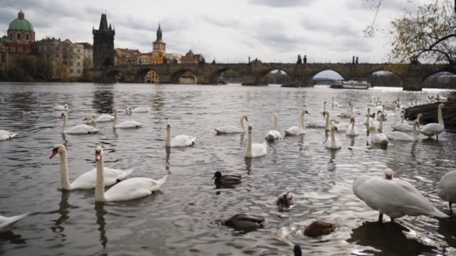 Cisnes-a-orillas-del-Moldava-en-Praga