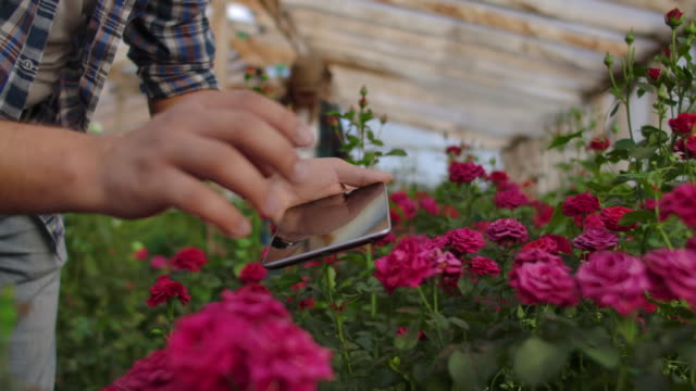 Nahaufnahme-der-Hand-eines-männlichen-Gärtners-berührt-die-Blumen-und-macht-Daten-für-die-Untersuchung-der-Ernte-von-Rosen.-Studie-und-Analyse-des-Blütenwachstums