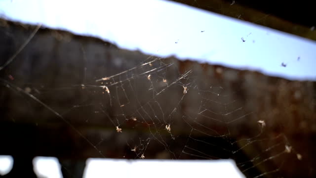 Web-on-an-abandoned-structure.-Slow-motion
