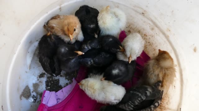 little-chicken-chicks-in-a-box,-chicks-of-different-colors,-Cute-tiny-chicks-in-different-colors,