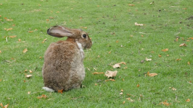 Kaninchen-im-Feld-Reinigung-Fell-und-entspannen4K