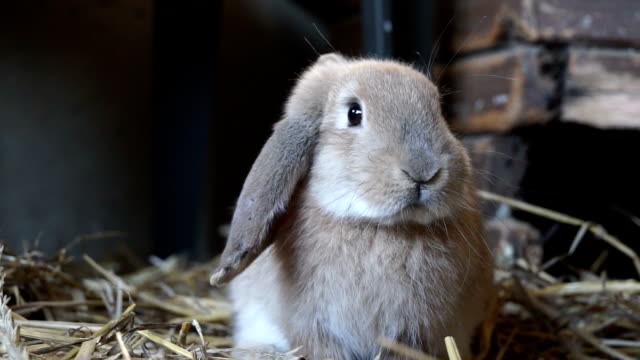 Close-up-beautiful-rabbit