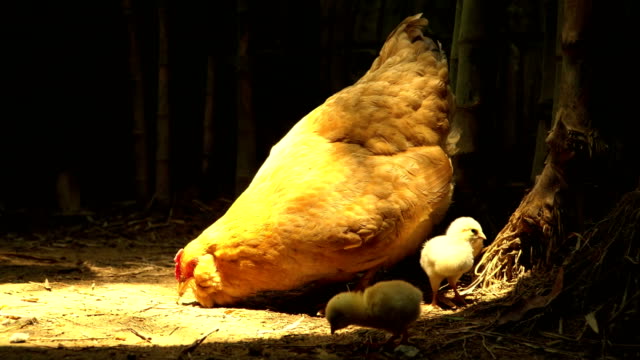 kostenlose-geführte-Henne-mit-wenig-Huhn-essen-in-Hof