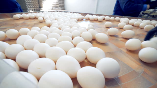 Pollo-Corral-campesinos-clasificar-huevos-en-transportador-de-fábrica.