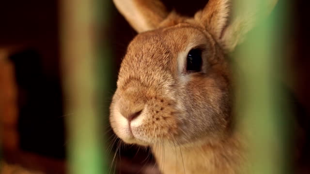 Rabbit-close-up-in-a-cage-at-animal-farm.