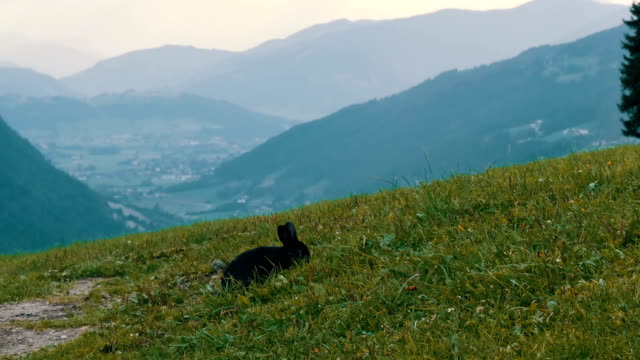 Cute-fluffy-black-rabbit-chews-grass-on-background-of-the-picturesque-Austrian-valley
