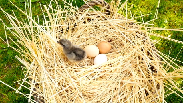Kleines-Huhn-in-einem-Korb-mit-Eiern.-Slow-motion