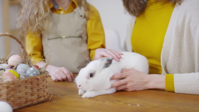 Petting-Adorable-Bunny-zu-Ostern