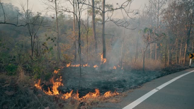 Bushfire-near-road-in-national-park.-Climat-change-crisis.-Forest-wildfire-in-dry-season.-Fotage-4k