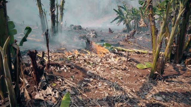 Global-warming-crisis.-Slash-and-burn-agriculture.-Climate-change,-deforestation.-Footage-4k