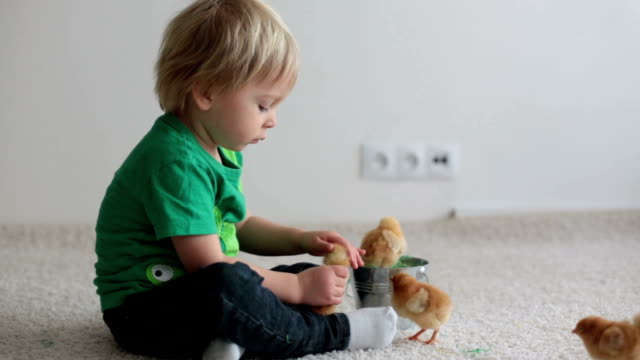 Lindo-dulce-niño-rubio,-niño-pequeño,-jugando-con-los-polluelos-en-casa,-pollitos-en-las-manos-del-niño