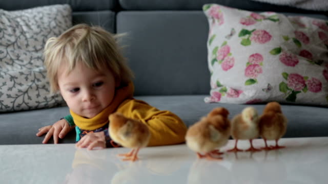 Lindo-dulce-niño-rubio,-niño-pequeño,-jugando-con-los-polluelos-en-casa,-pollitos-en-las-manos-del-niño