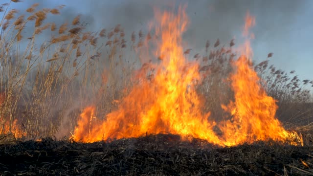 Trockenes-Gras-brennt.-Klimawandel-und-Ökologie