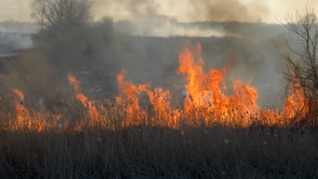 Dry-grass-burning.-Climate-change-and-ecology
