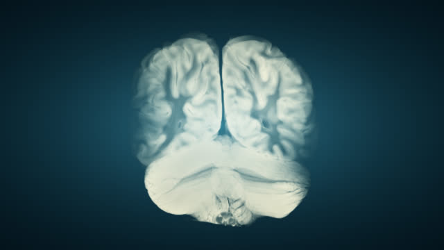 Vertikaler-Abschnitt-durch-zerebrale-Hemisphären.-Human-Brain-Anatomy