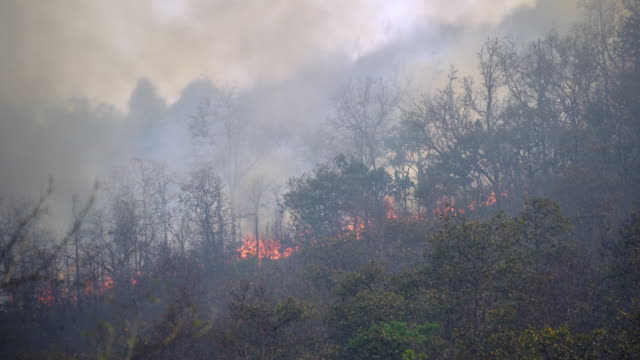 Forest-fire-disaster-is-burning-caused-by-human