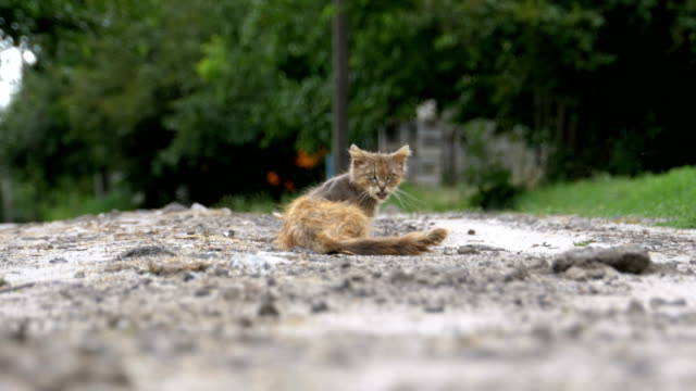 Obdachlose-grau-schmutzige-Katze,-hungrigen-schäbig-und-krank,-sitzt-auf-einer-Landstraße-auf-der-Dorfstraße