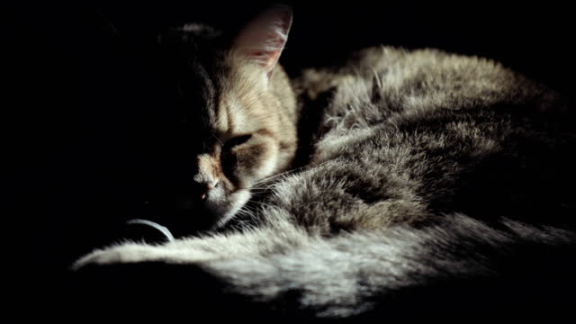 Gato-británico-tendido-en-el-suelo,-tratando-de-dormir.-gato-feliz