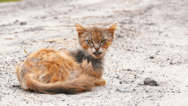 Homeless-Gray-Dirty-Cat,-Hungry-Shabby-and-Sick,-Sits-on-a-Rural-Road-on-the-Village-Street