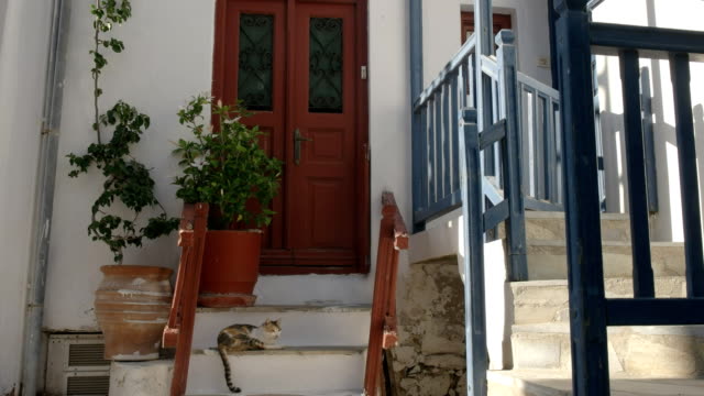 Breite-Schuss-einer-Katze-auf-Haus-Schritte-in-Mykonos,-Griechenland