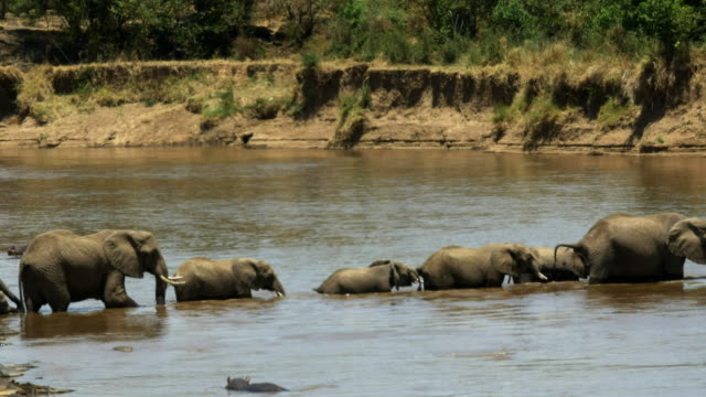 Herde-von-Elefanten-zu-Fuß-über-den-Mara-river