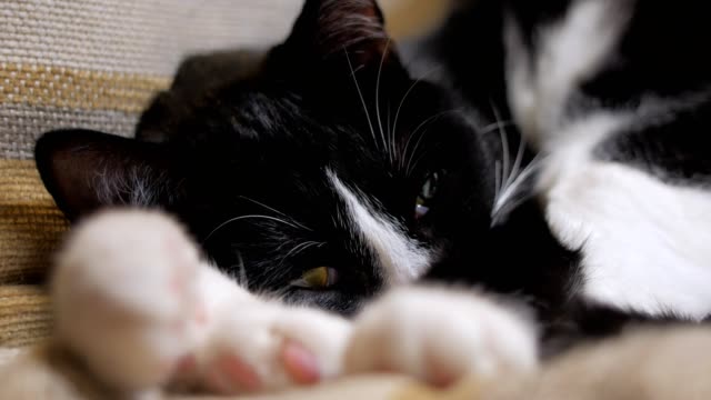 Nahaufnahme-der-süße-schwarze-und-weiße-Katze,-liegend-auf-einem-Stuhl-im-Zimmer