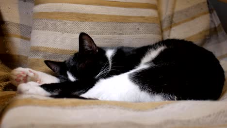 gato-de-la-casa-descansa-sobre-reclinable-en-una-sala-de-estar