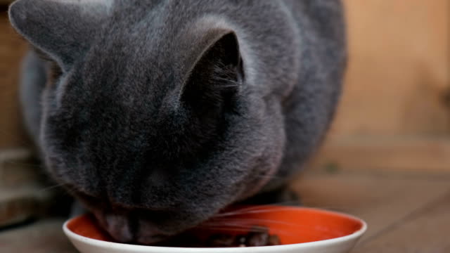 Kitty-con-apetito-comer-alimento-húmedo-de-un-tazón,-primer-plano