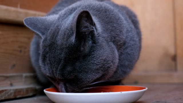 Gato-pelo-azul-británico-adultos-comiendo-alimentos-de-un-recipiente,-lamiendo