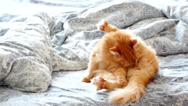 Süße-Ingwer-Katze-im-Bett-liegend.-Flauschige-Pet-ist-seine-Pfoten-lecken-und-Sie-schlafen-gehen.-Gemütliches-Zuhause-Hintergrund