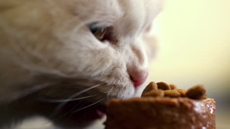 White-furry-cat-eats-with-pleasure-dry-and-canned-food.-Scottish-Highland-straight.-4k