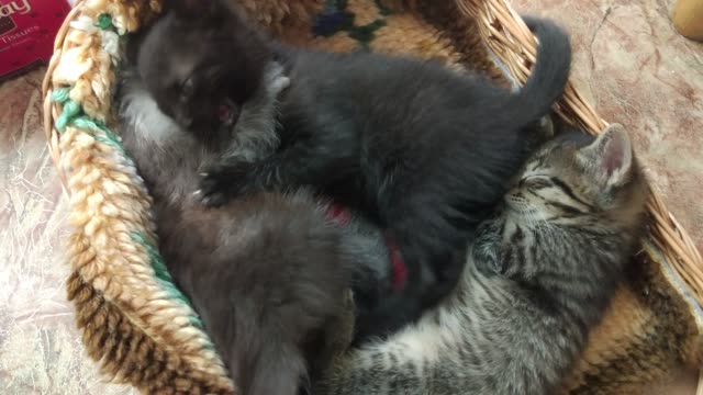 Kittens-play