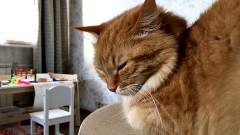 Close-up-footage-of-dozing-cute-ginger-cat.-Fluffy-pet-is-going-to-sleep.-Cozy-home-background-with-kid's-toys-and-table