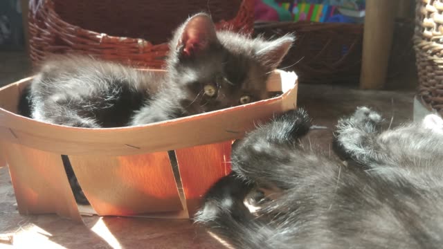 Kitten-plays-in-the-box