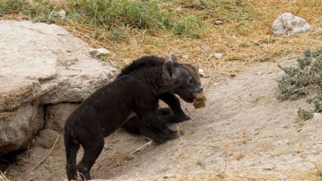 drei-Hyäne-Cubs-\"und\"-ihrer-Höhle-im-Amboseli-National-park