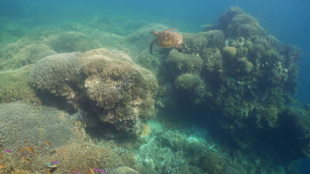 Meeresschildkröte-unter-Wasser-