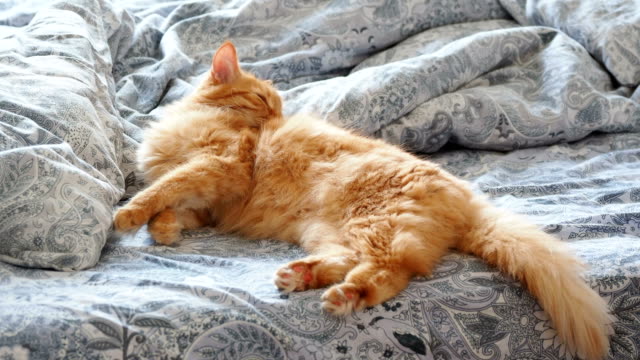 Lindo-gato-jengibre-acostado-en-la-cama.-Perro-mullido-es-lamiendo-sus-patas-y-de-ir-a-dormir.-Fondo-casa-acogedora