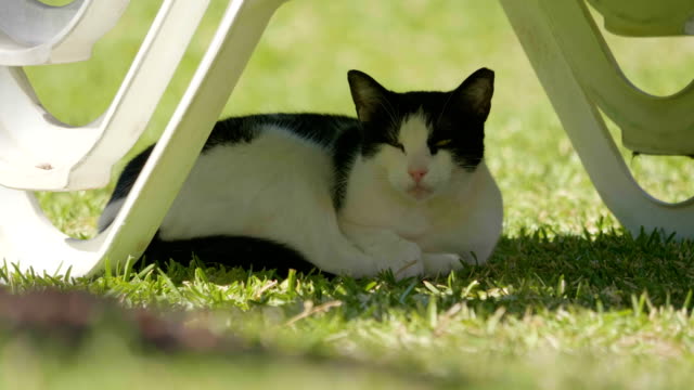Cat-sleeping-under-sunbed-and-waking-up-in-4k-slow-motion-60fps
