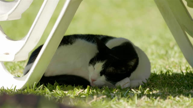 Cat-sleeping-under-sunbed-and-waking-up-in-4k-slow-motion-60fps