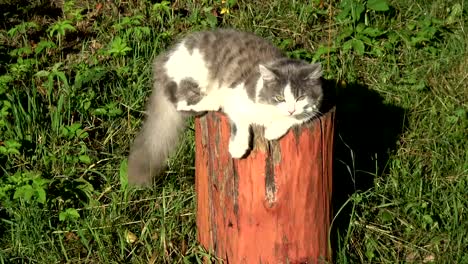 Gato-doméstico-descansando-y-meneando-la-cola-en-el-tronco-de-árbol-decorativo