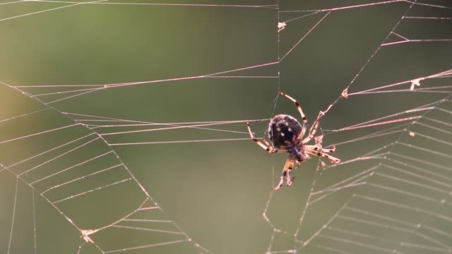 Spinne-Jagd-am-Morgen