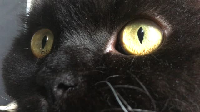 black-cat-home