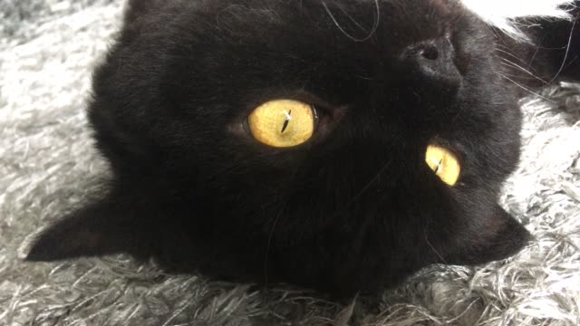 Schwarze-Katze-nach-Hause