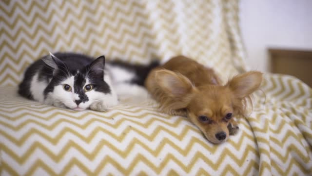 Katze-und-Hund.-Chihuahua-Hund-und-flauschige-Katze-liegen-auf-dem-Sofa-zu-Hause