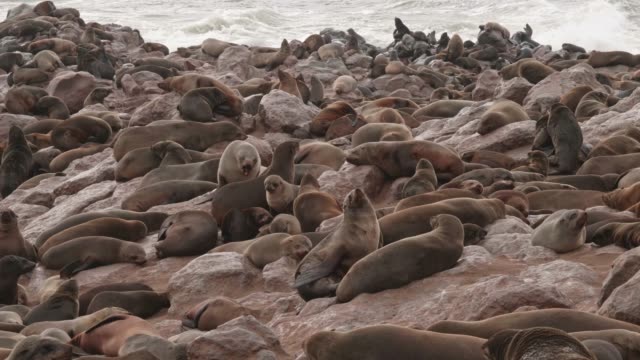 Seals-at-Cape-Cross-Seal-Reserve