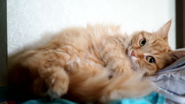 Süße-Ingwer-Katze-liegend-auf-Stoff.-Bequem-flauschige-Tier-ließ-sich-zum-schlafen