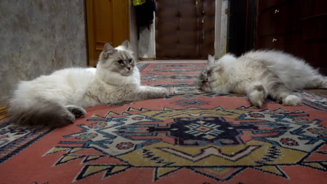 Liebesspiel-und-Balz-zwischen-zwei-sibirischen-Farbe-Punkt-Katzen-in-einer-Stadtwohnung