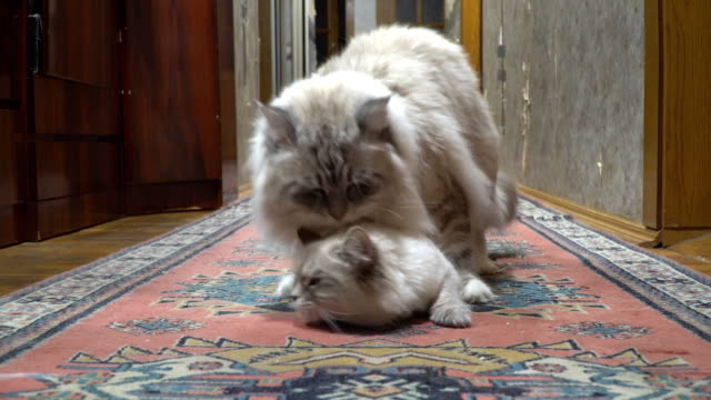 love-game-and-courtship-between-two-Siberian--color-point-cats-in-a-city-apartment