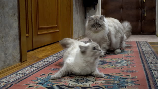 juego-de-amor-y-noviazgo-entre-dos-gatos-de-siberiano-color-point-en-un-apartamento-de-la-ciudad