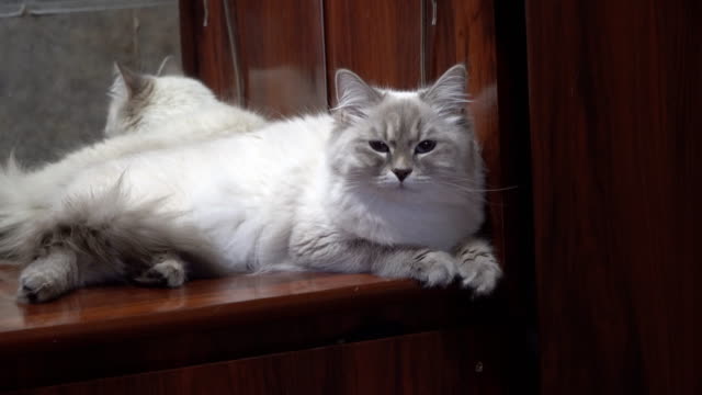 Porträt-des-sibirischen-Farbe-zeigen-weibliche-Katze